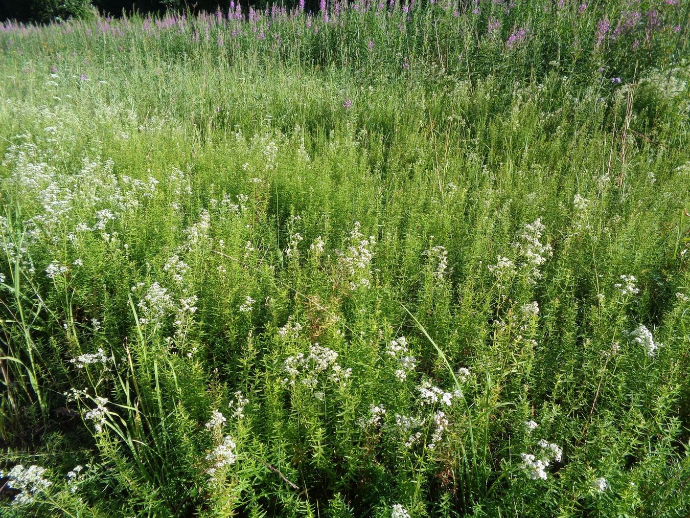 Image of Galium boreale specimen.