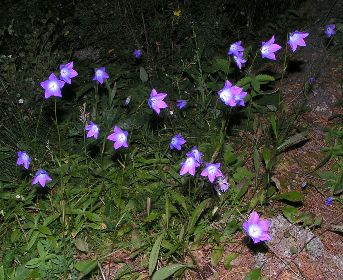 Изображение особи Campanula altaica.