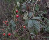 Rosa multiflora