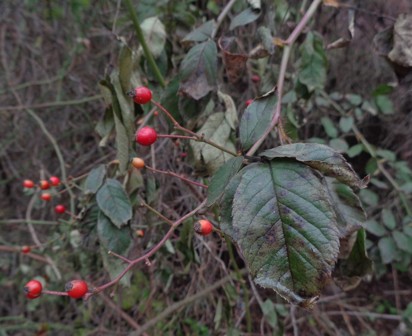 Image of Rosa multiflora specimen.