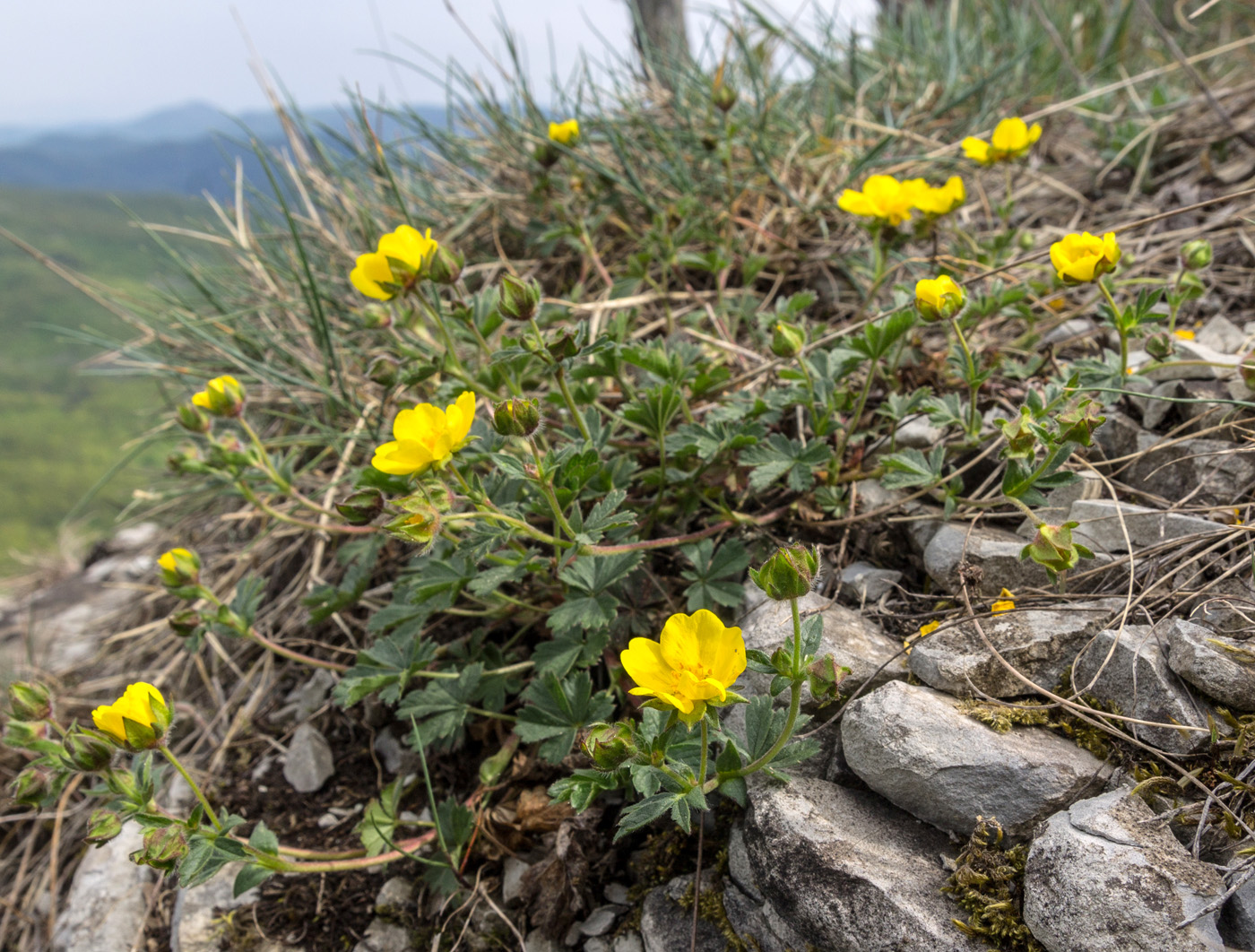 Изображение особи Potentilla sphenophylla.