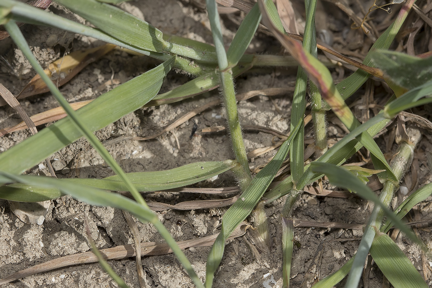 Image of genus Elytrigia specimen.