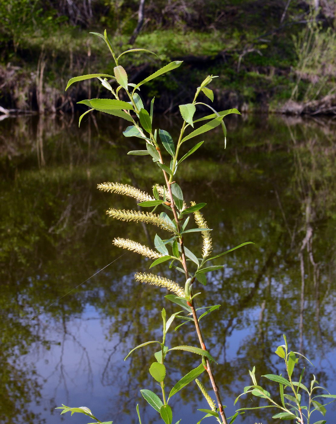 Image of Salix triandra specimen.