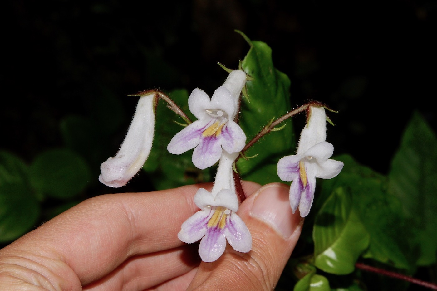 Изображение особи Codonoboea hispida.