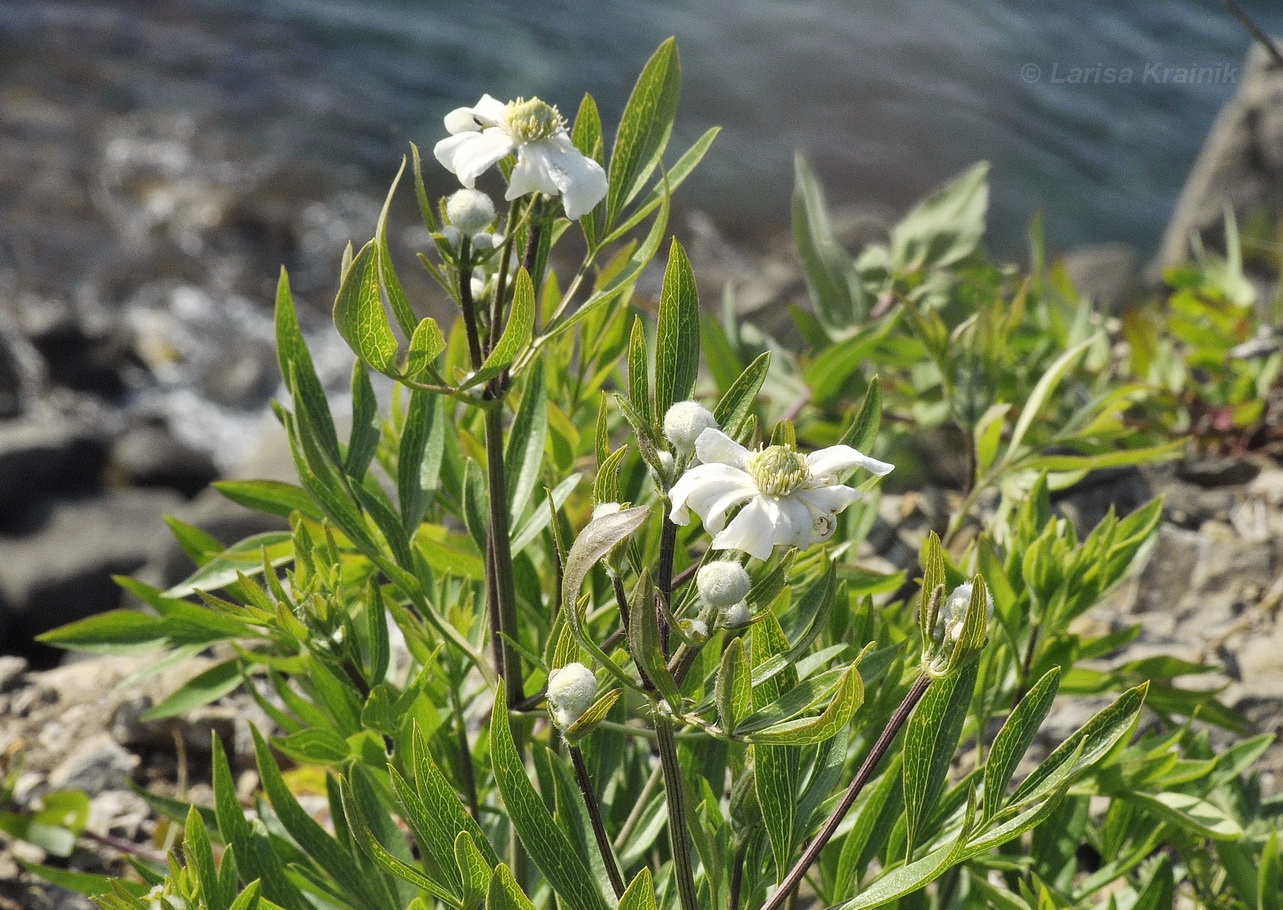 Изображение особи Clematis hexapetala.