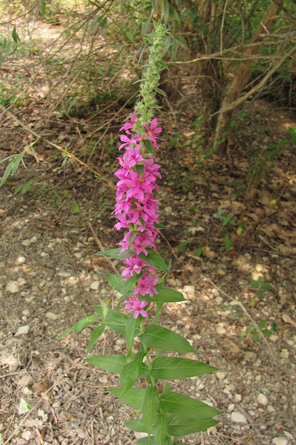 Изображение особи Lythrum tomentosum.