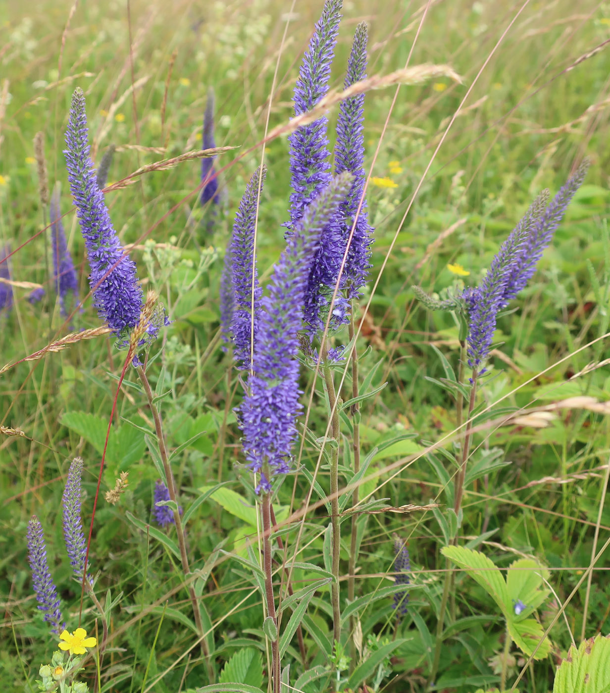 Image of Veronica spicata specimen.