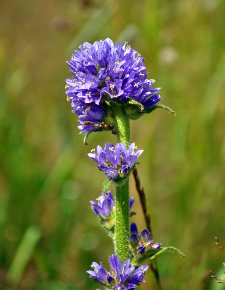 Image of Campanula cervicaria specimen.