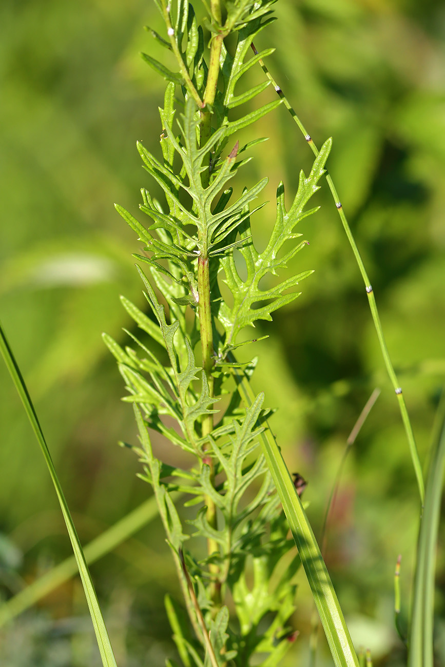 Изображение особи Senecio jacobaea.