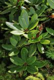 Rhododendron aureum