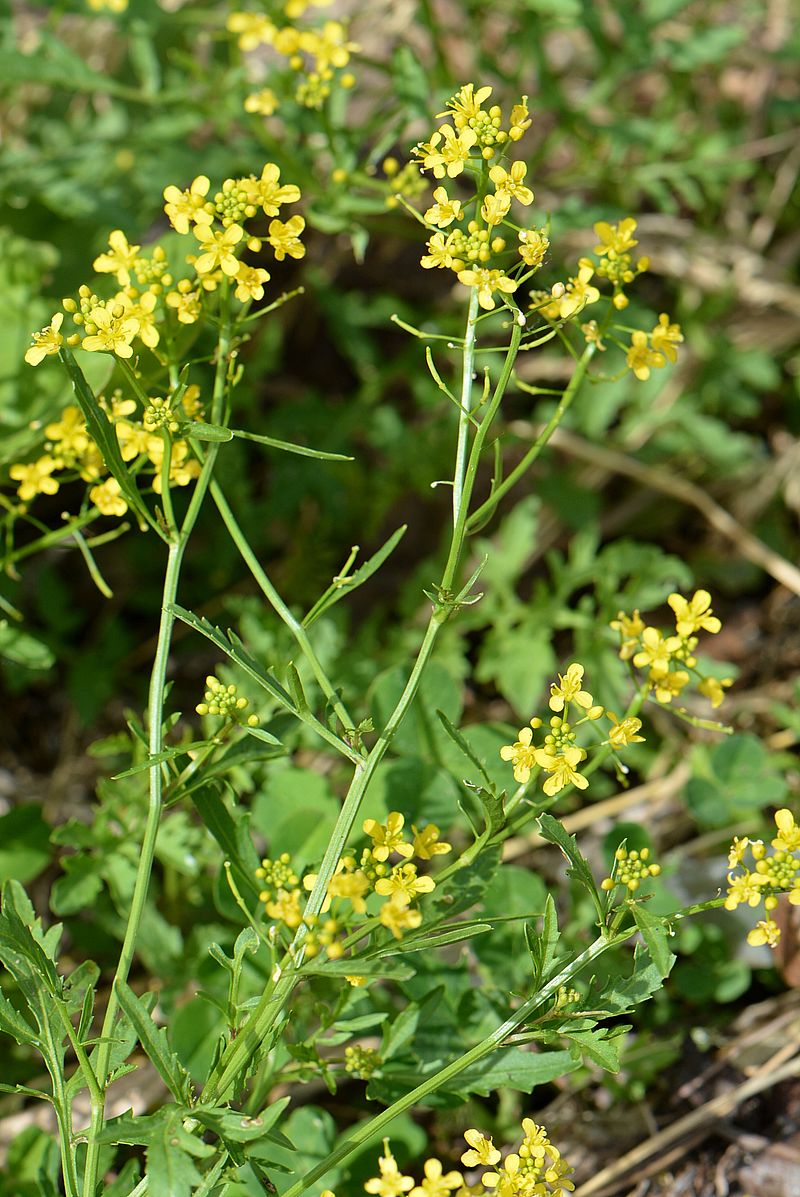 Изображение особи Rorippa sylvestris.