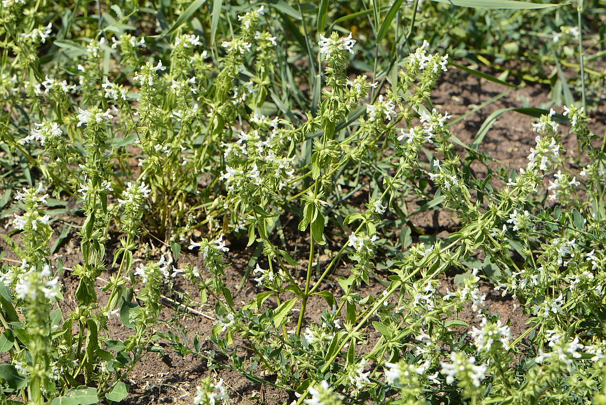 Image of Stachys annua specimen.