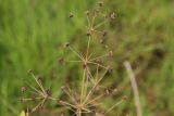 Alisma plantago-aquatica