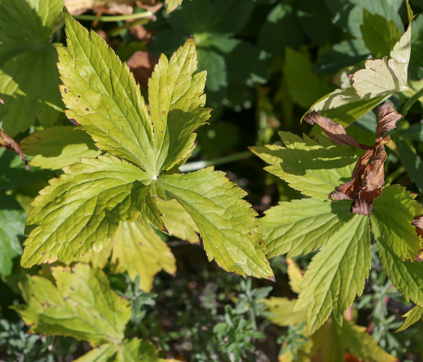 Image of Astrantia major specimen.