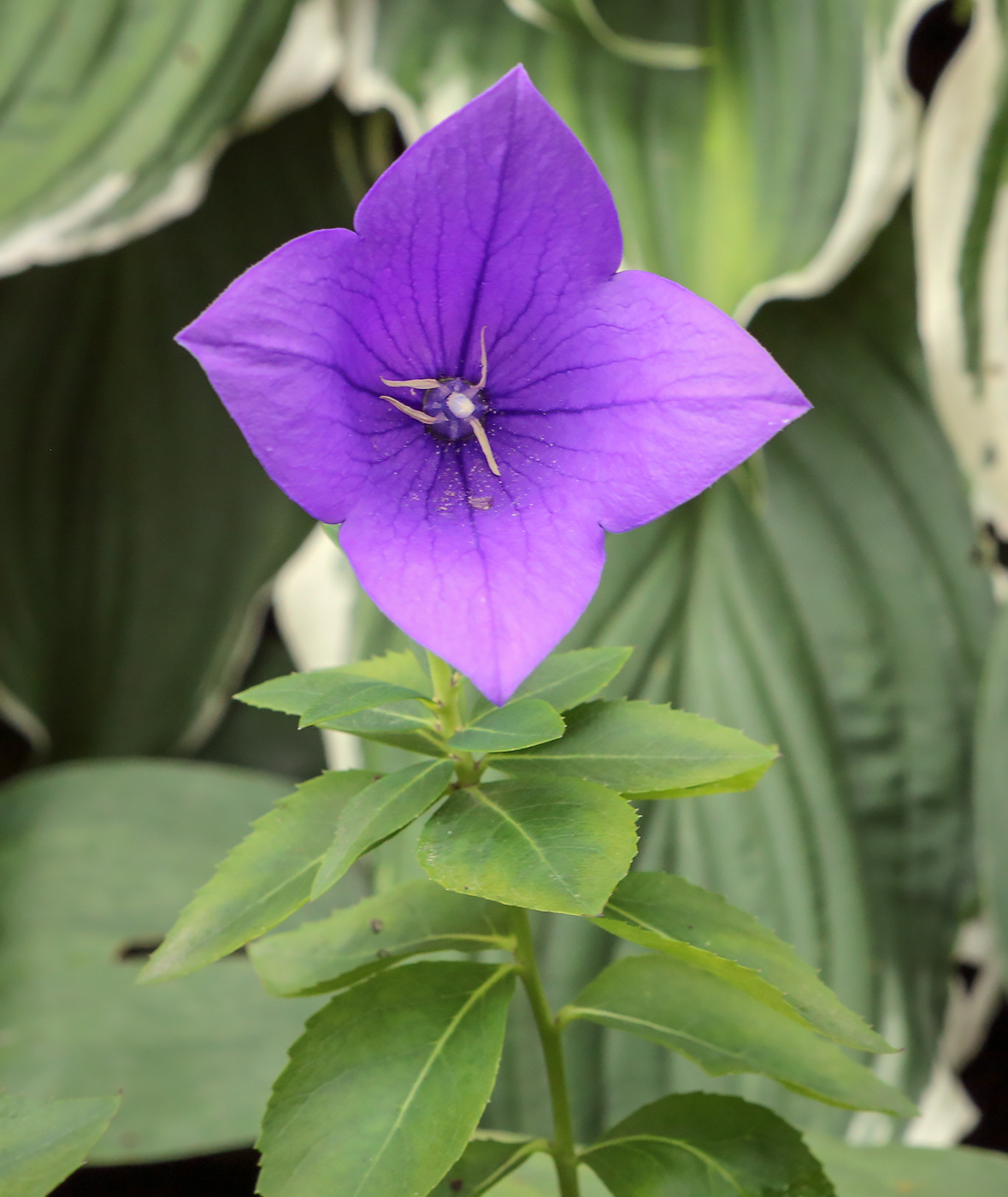 Image of Platycodon grandiflorus specimen.