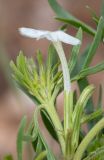 Chascanum pinnatifidum