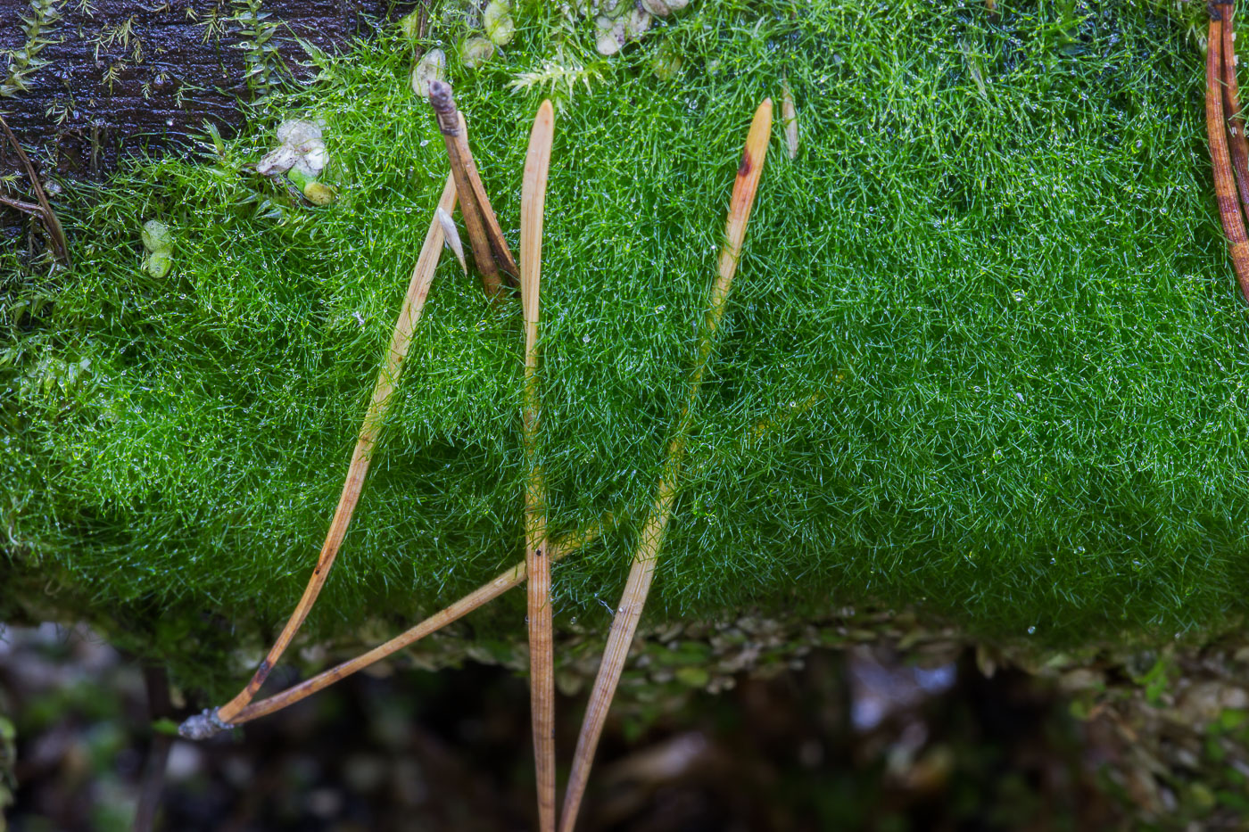 Image of Unknown species specimen.