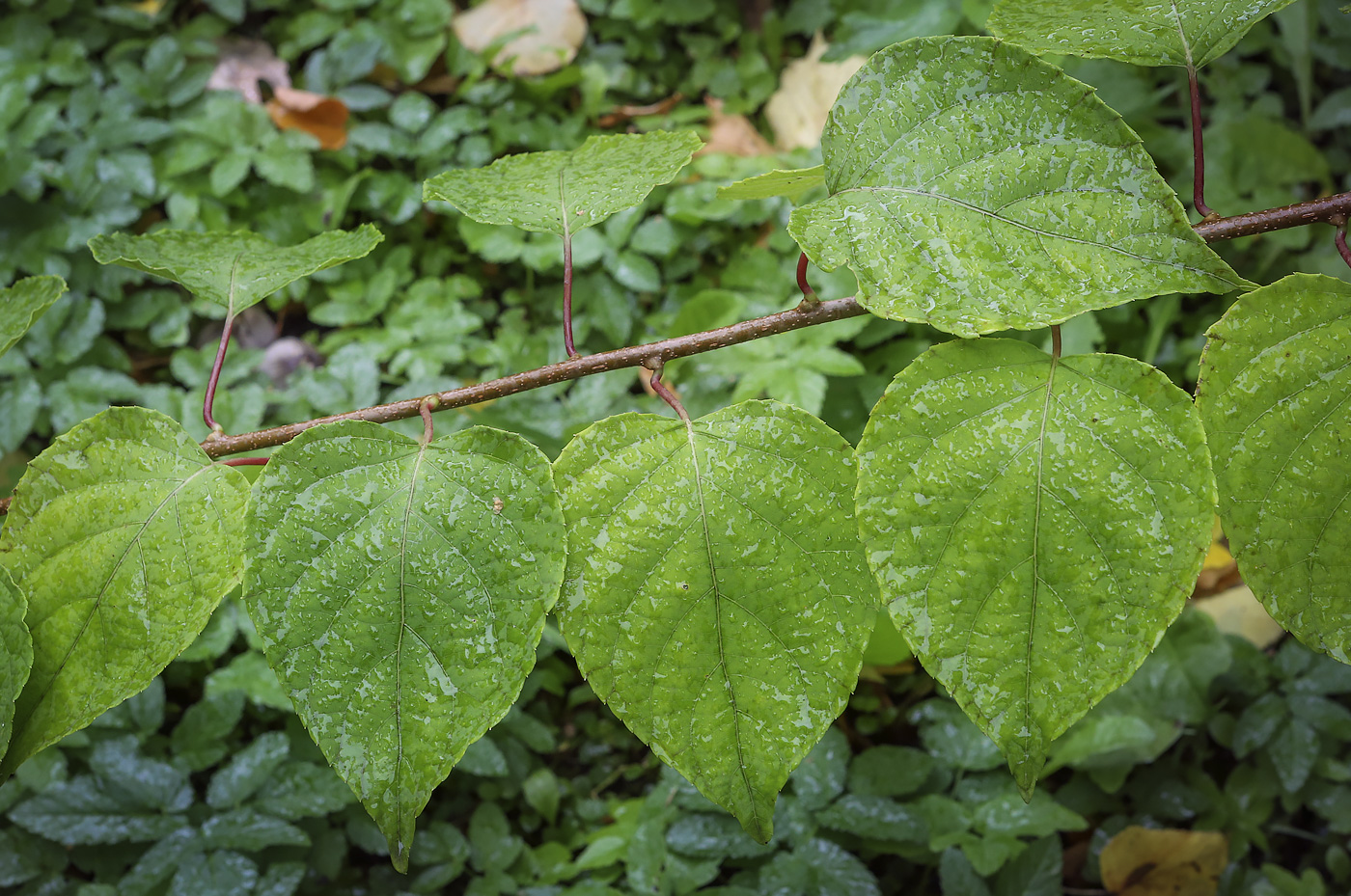 Изображение особи Actinidia polygama.