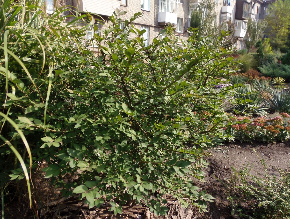 Изображение особи Euonymus alatus.