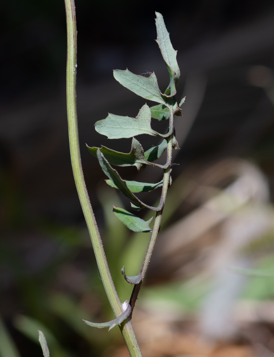 Изображение особи Sonchus tenerrimus.