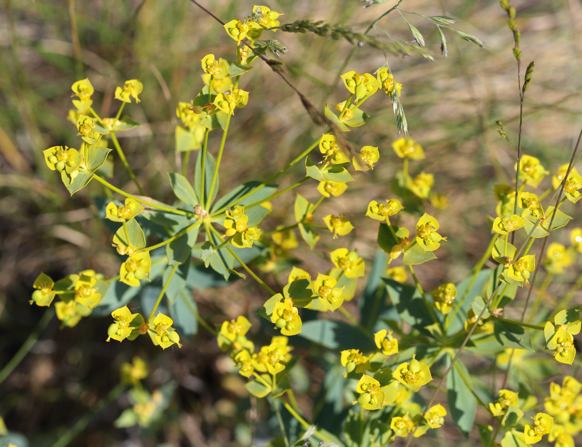 Изображение особи род Euphorbia.