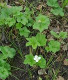 Rubus chamaemorus