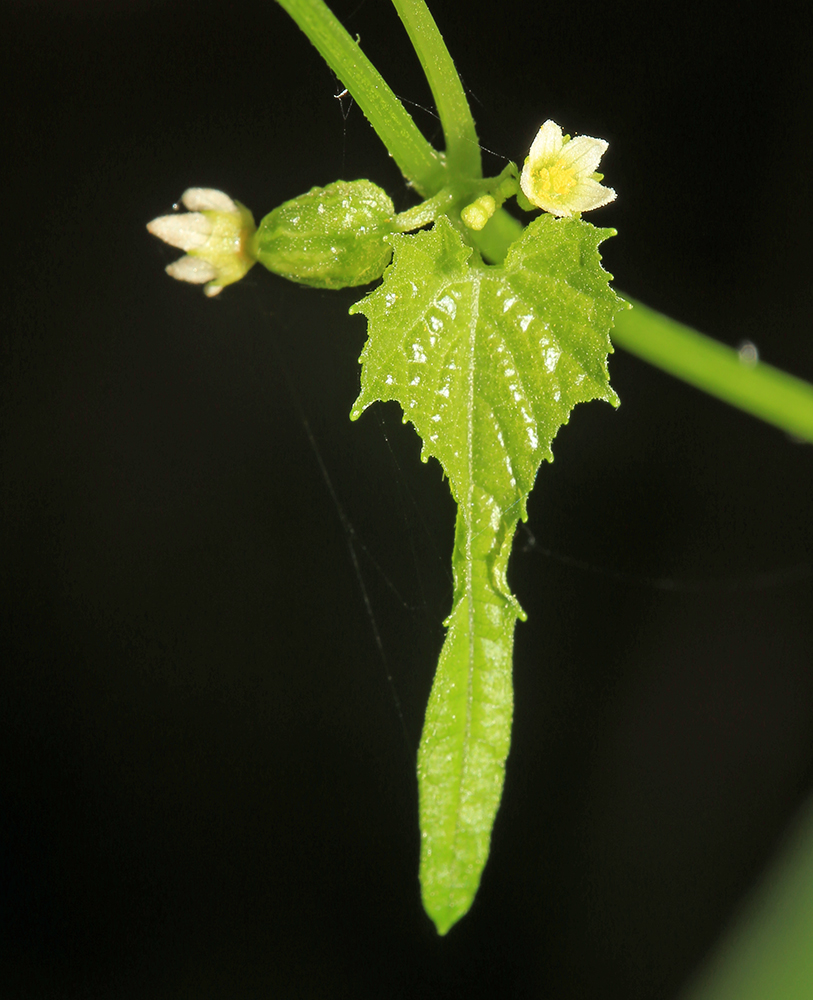 Image of Schizopepon bryoniifolius specimen.