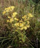 Senecio jacobaea