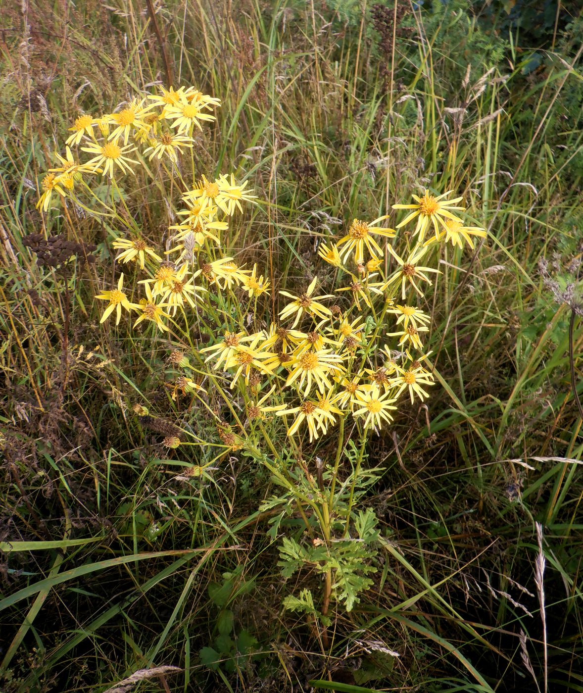 Изображение особи Senecio jacobaea.