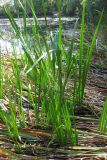 Acorus calamus