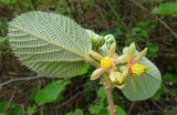 Grewia villosa