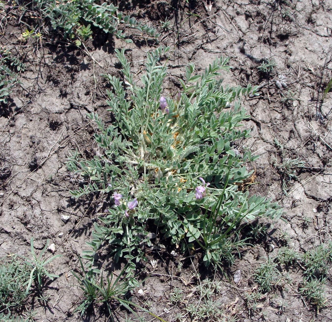 Изображение особи Astragalus testiculatus.