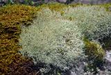genus Cladonia