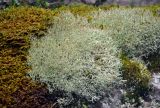 род Cladonia