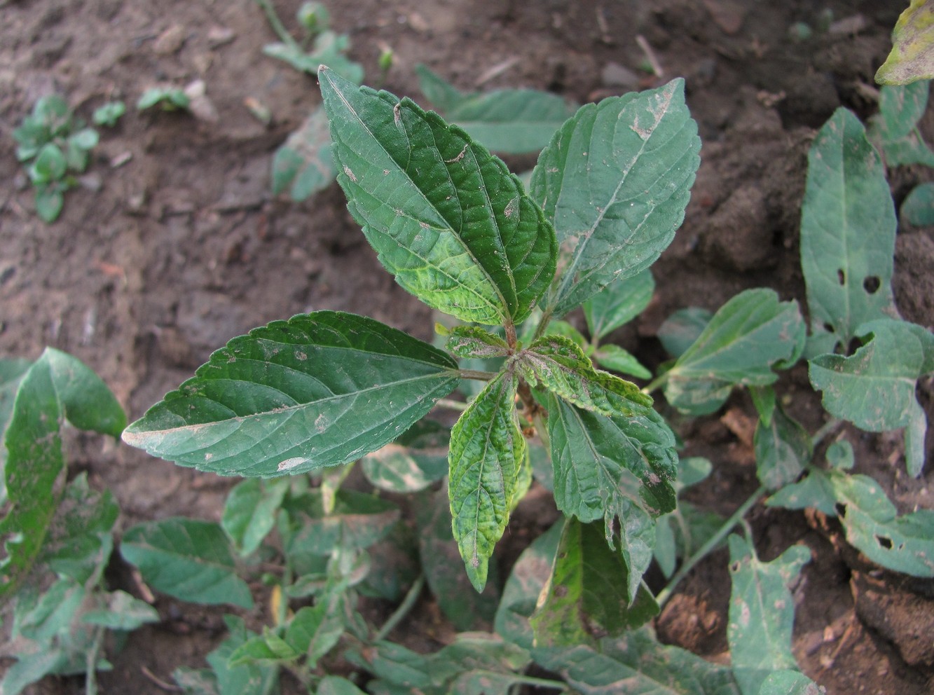 Image of Acalypha australis specimen.