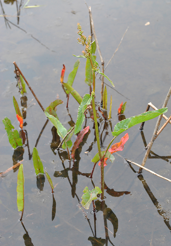 Image of genus Rumex specimen.
