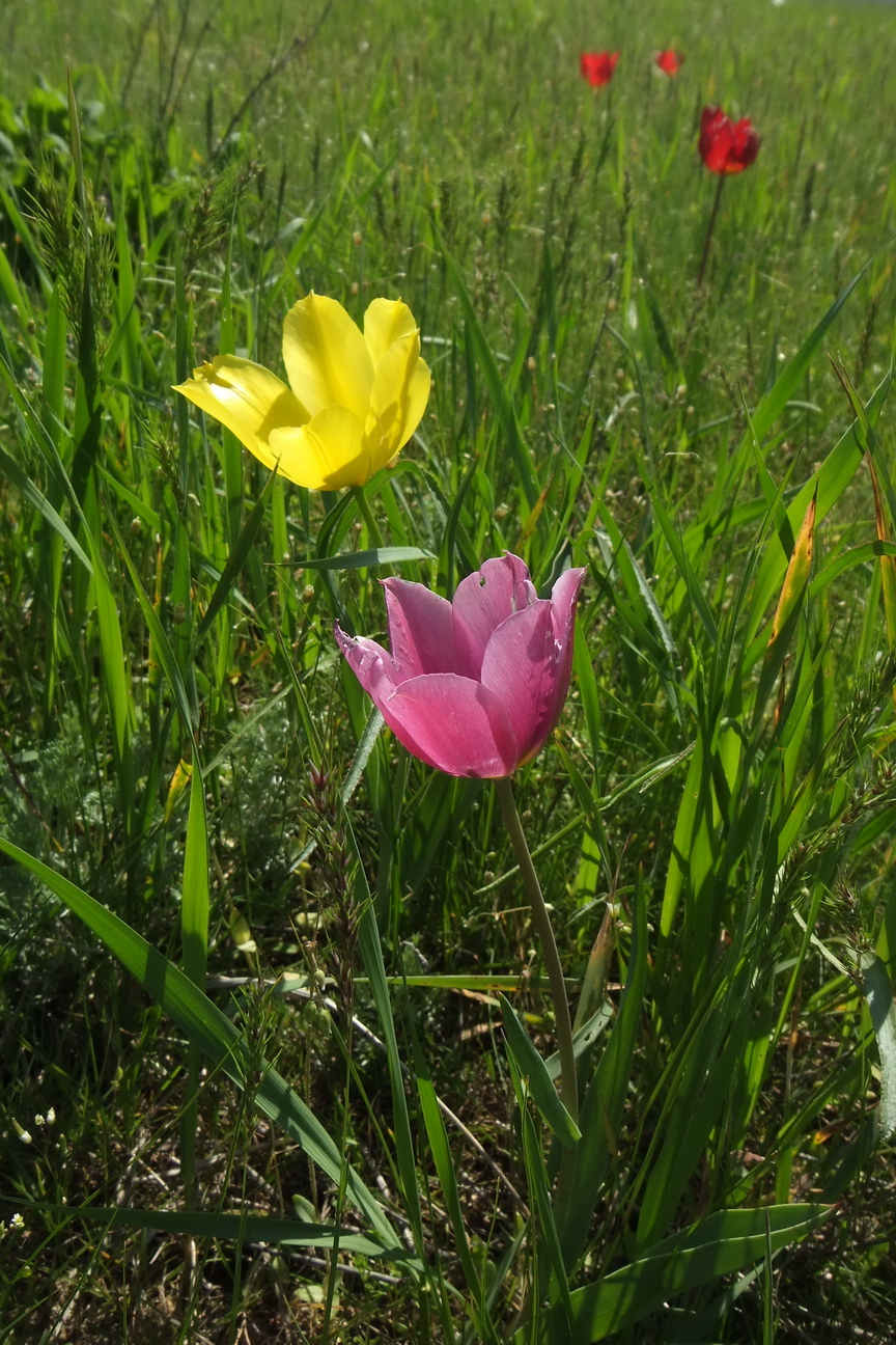 Image of Tulipa suaveolens specimen.