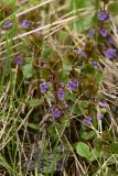 Glechoma hederacea