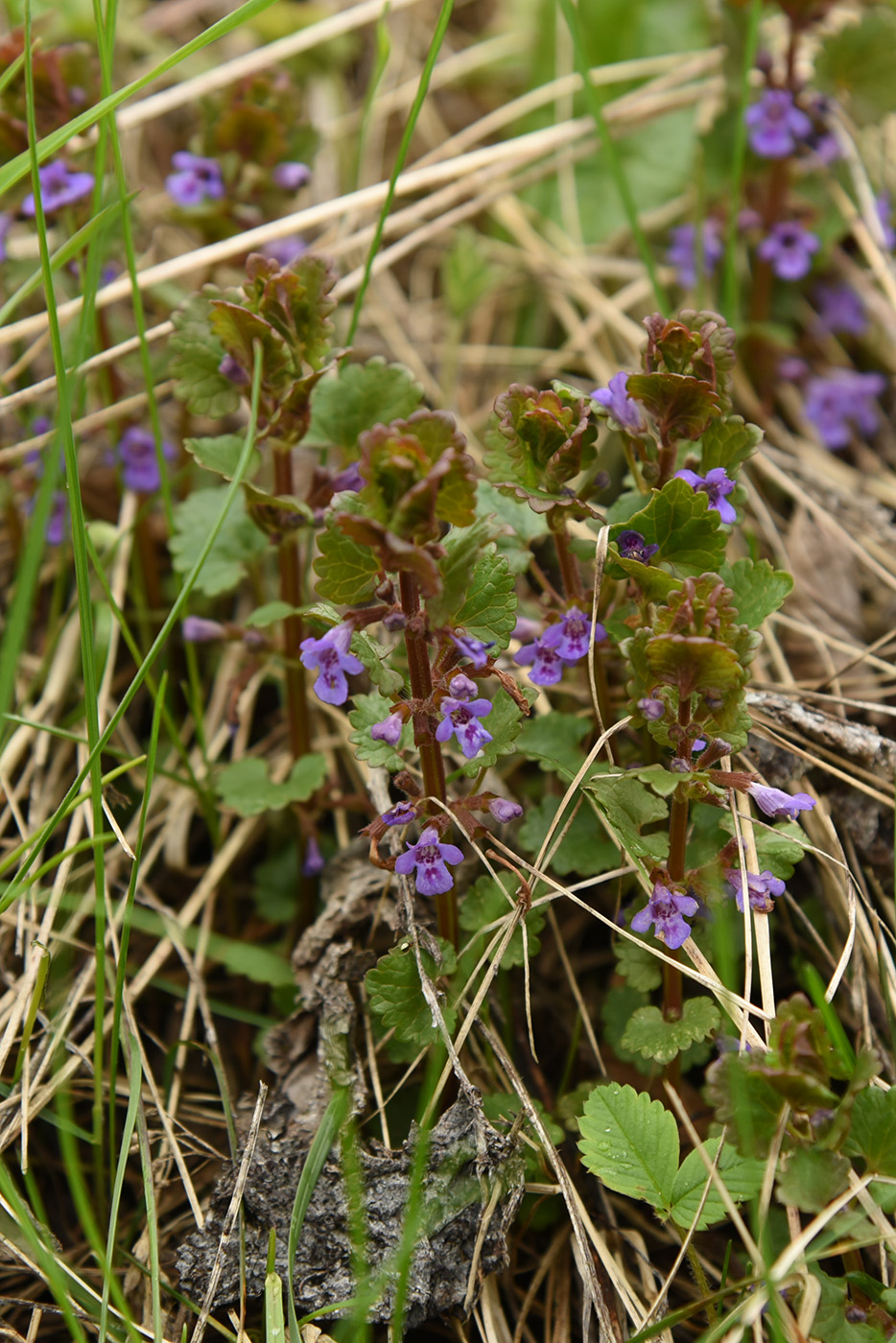 Image of Glechoma hederacea specimen.