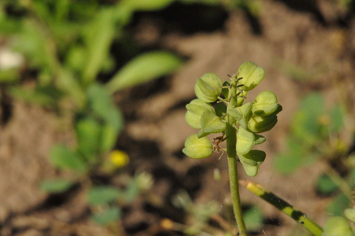 Image of Muscari armeniacum specimen.