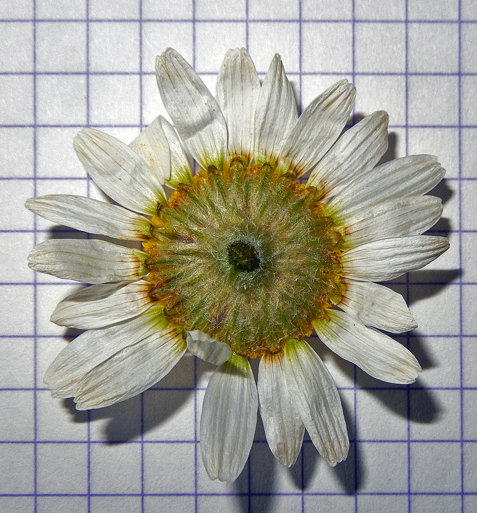 Image of Anthemis austriaca specimen.