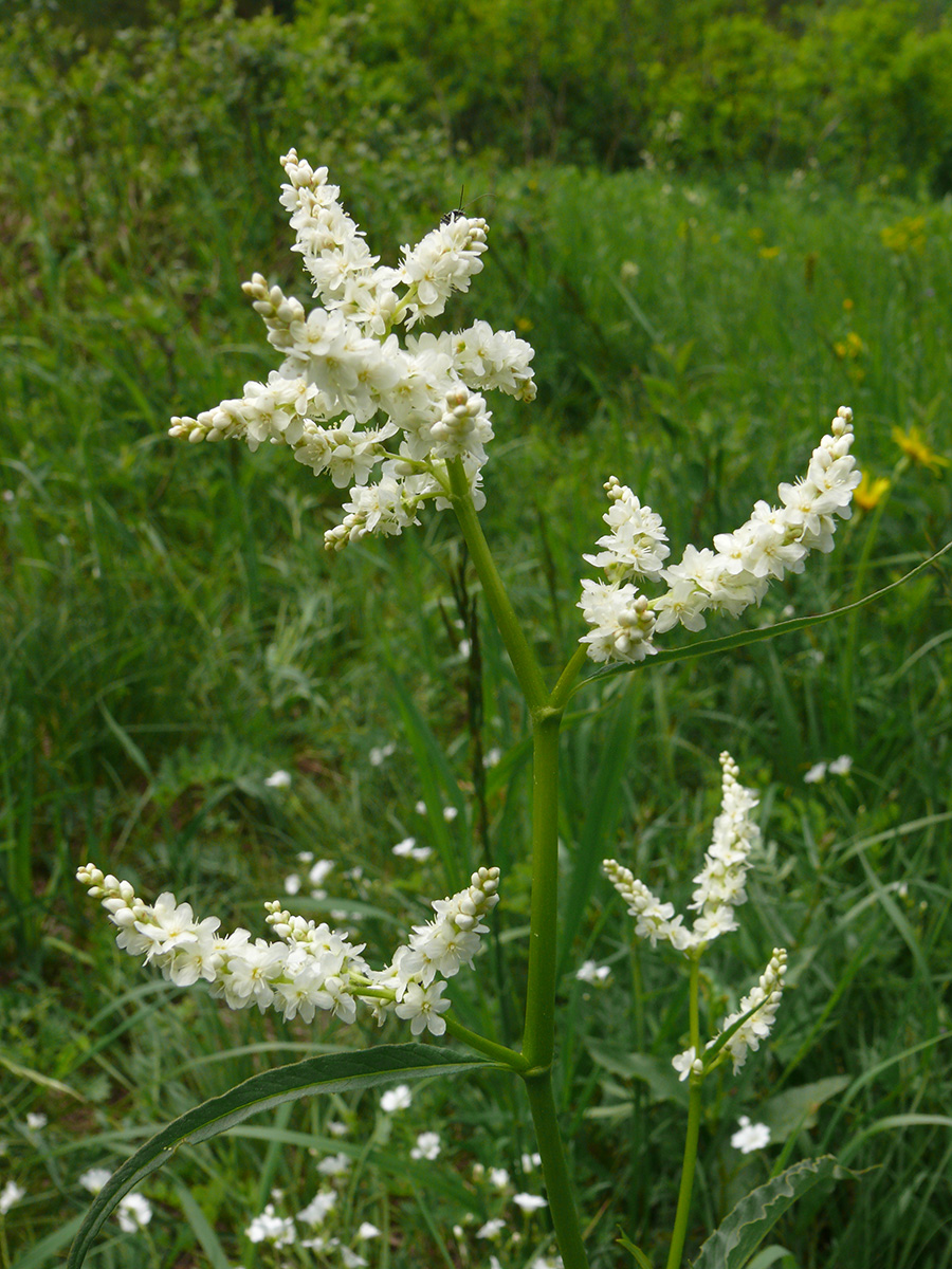 Изображение особи Aconogonon alpinum.