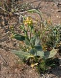 Hesperis tristis