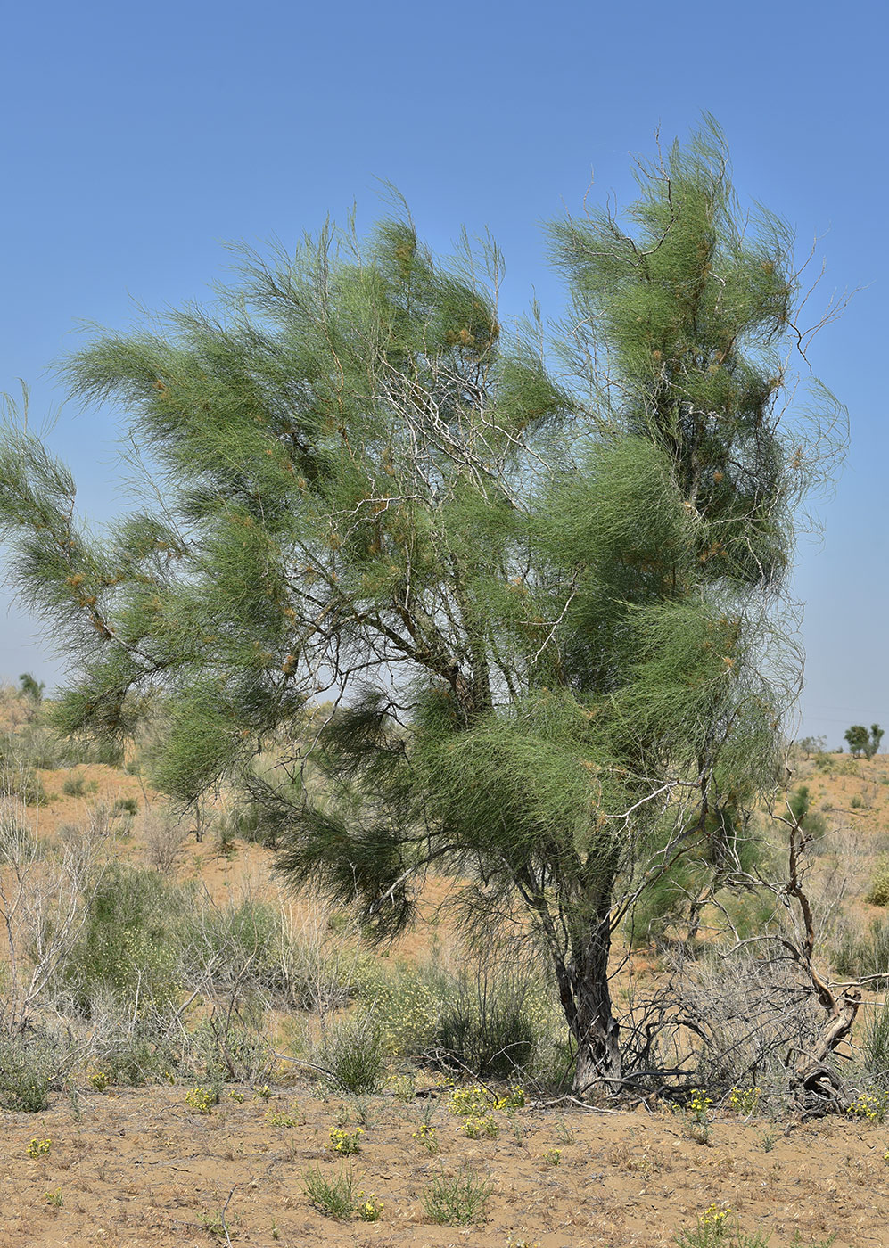 Изображение особи Calligonum eriopodum.