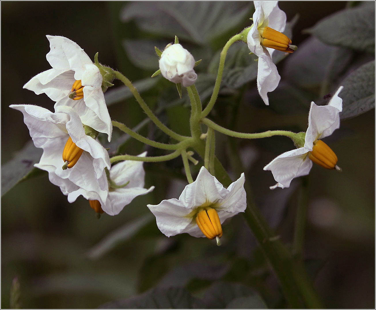 Изображение особи Solanum tuberosum.