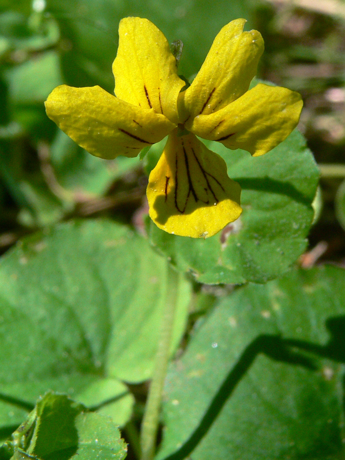 Image of Viola biflora specimen.