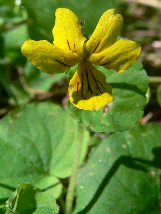 Изображение особи Viola biflora.