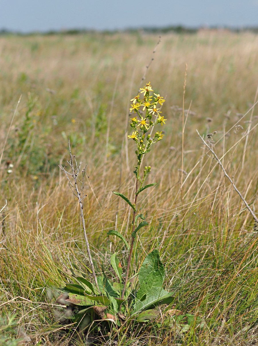 Image of Senecio paucifolius specimen.