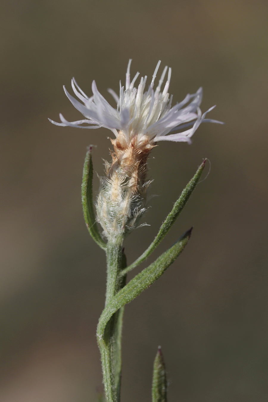 Изображение особи род Centaurea.