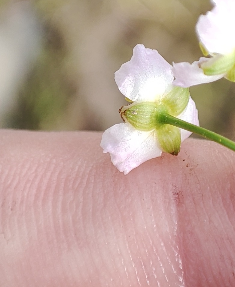 Image of genus Alisma specimen.